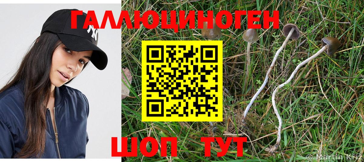 Псилоцибиновые грибы Psilocybe Кулебаки